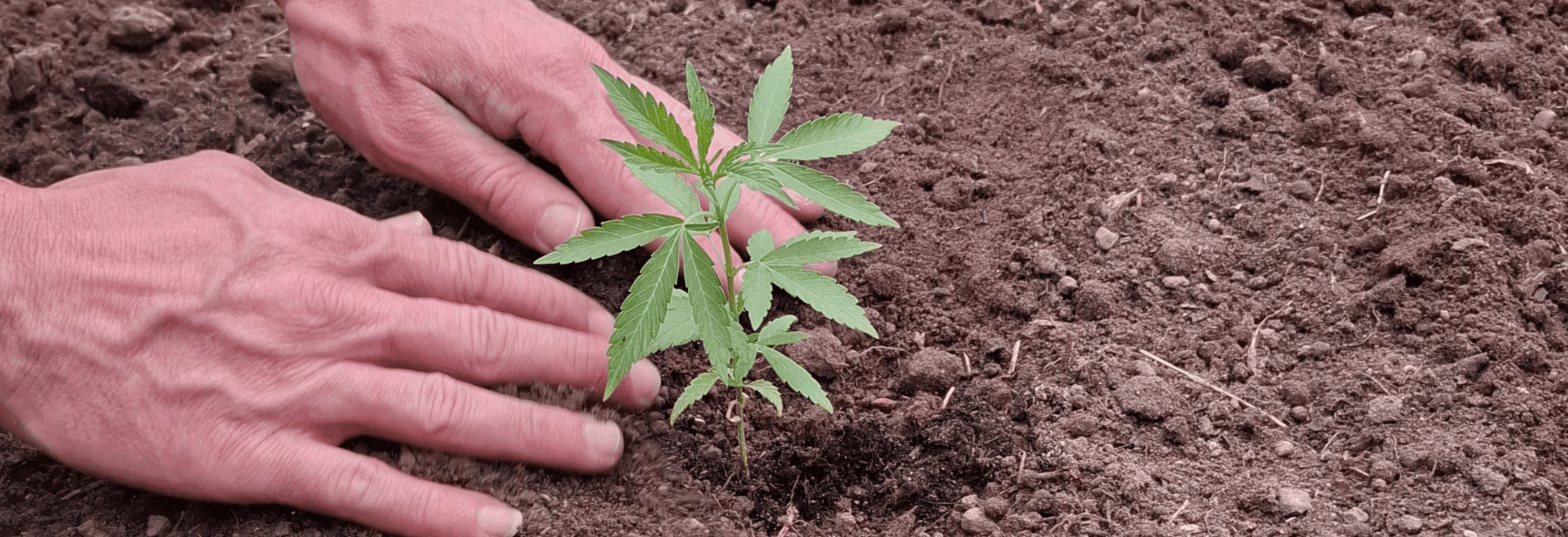 Hände pflanzen Cannabis pflanze in Erde