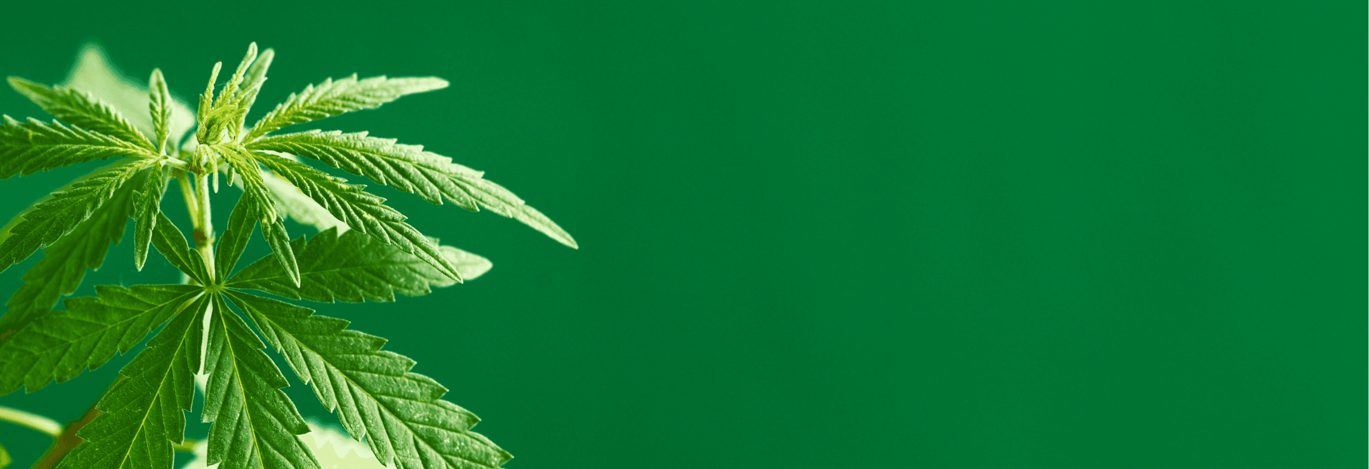 Cannabispflanze auf grünen Hintergrund